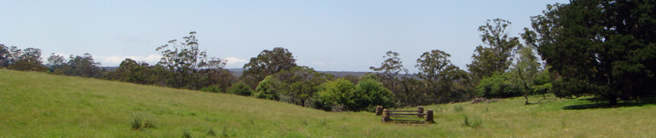 Contrarian's Corner Header Image